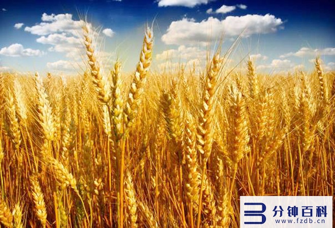 种植春小麦生育期75至85天，产量能达到800至1200斤，是真的吗