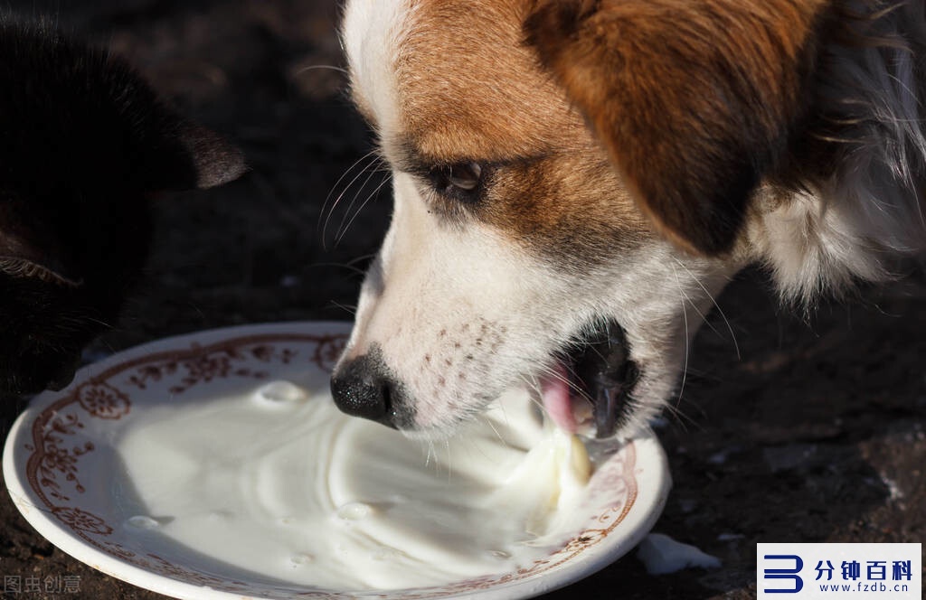 狗狗可以喝人喝的纯牛奶吗（狗狗喝牛奶拉肚子怎么办）插图